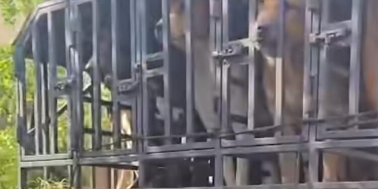 Tragis! Niat Mancing, Bocah 9 Tahun Tewas Diserang Puluhan Anjing Pemburu di Jasinga Bogor