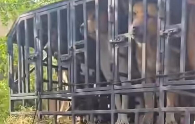 Tragis! Niat Mancing, Bocah 9 Tahun Tewas Diserang Puluhan Anjing Pemburu di Jasinga Bogor