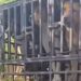 Tragis! Niat Mancing, Bocah 9 Tahun Tewas Diserang Puluhan Anjing Pemburu di Jasinga Bogor