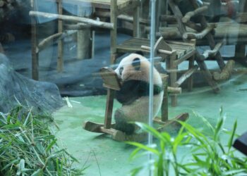 Fakta Menarik Baby Rio, Panda Pertama yang Lahir di Indonesia dan Satu-satunya di Luar China