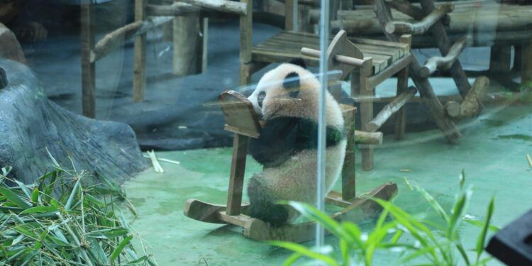 Fakta Menarik Baby Rio, Panda Pertama yang Lahir di Indonesia dan Satu-satunya di Luar China