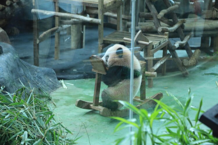 Fakta Menarik Baby Rio, Panda Pertama yang Lahir di Indonesia dan Satu-satunya di Luar China