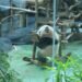 Fakta Menarik Baby Rio, Panda Pertama yang Lahir di Indonesia dan Satu-satunya di Luar China