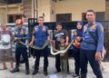 Warga Bojonggede Kaget Temukan Ular Sanca 2 Meter Bersembunyi di Dalam Kamar, Damkar Turun Tangan