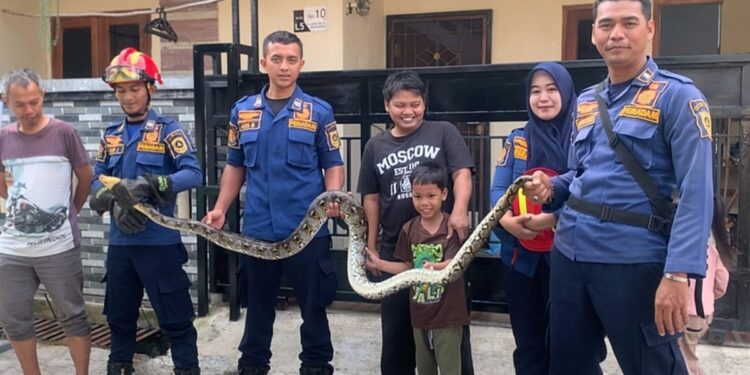 Warga Bojonggede Kaget Temukan Ular Sanca 2 Meter Bersembunyi di Dalam Kamar, Damkar Turun Tangan