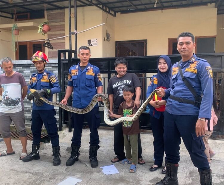 Warga Bojonggede Kaget Temukan Ular Sanca 2 Meter Bersembunyi di Dalam Kamar, Damkar Turun Tangan