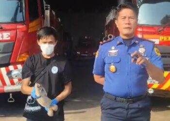 Kukang Jawa Langka Ditemukan Warga di Bogor, Kondisinya Lemas Diduga Terjatuh dari Pohon