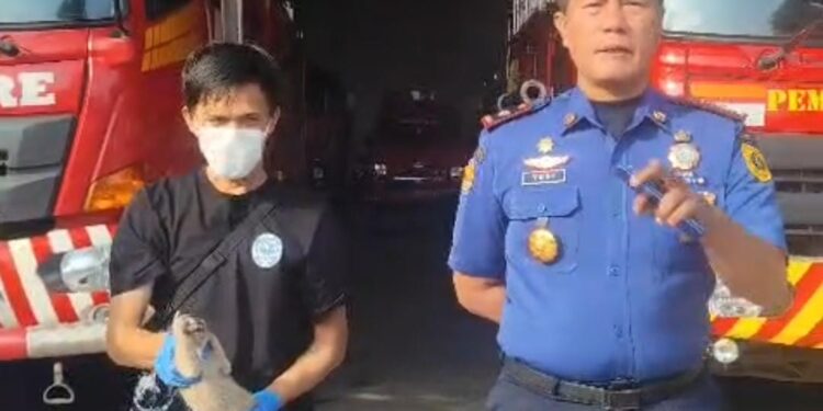 Kukang Jawa Langka Ditemukan Warga di Bogor, Kondisinya Lemas Diduga Terjatuh dari Pohon