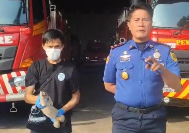 Kukang Jawa Langka Ditemukan Warga di Bogor, Kondisinya Lemas Diduga Terjatuh dari Pohon