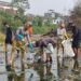 Debit Sungai Ciliwung Surut, Ribuan Warga dan Pemkot Bogor Gotong Royong Angkut Sampah