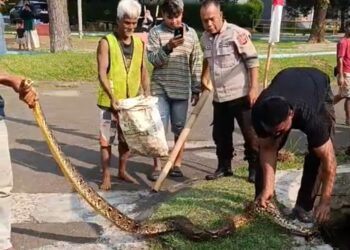 Hih Serem! Ular Sanca 2 Meter Bersembunyi di Saluran Air Perumahan Bogor, Lokasinya Dekat Tempat Anak Bermain