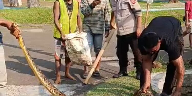 Hih Serem! Ular Sanca 2 Meter Bersembunyi di Saluran Air Perumahan Bogor, Lokasinya Dekat Tempat Anak Bermain