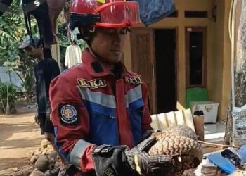 Warga Jonggol Dikejutkan Kemunculan Trenggiling di Halaman Rumah, Damkar Turun Tangan
