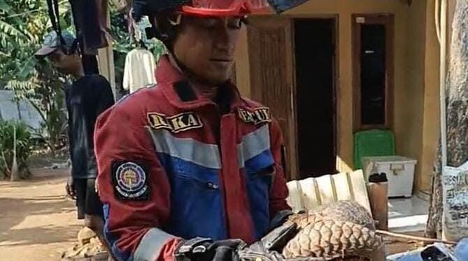 Warga Jonggol Dikejutkan Kemunculan Trenggiling di Halaman Rumah, Damkar Turun Tangan