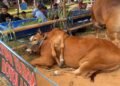 Unik! Sapi Berkaki Enam Juara Kontes APPSI Piala Presiden 2026 di Bogor