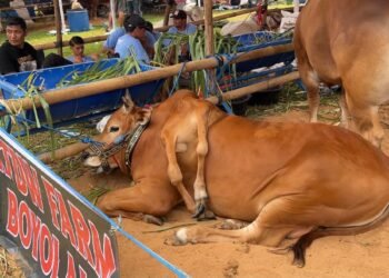 Unik! Sapi Berkaki Enam Juara Kontes APPSI Piala Presiden 2026 di Bogor