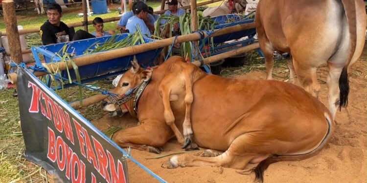 Unik! Sapi Berkaki Enam Juara Kontes APPSI Piala Presiden 2026 di Bogor