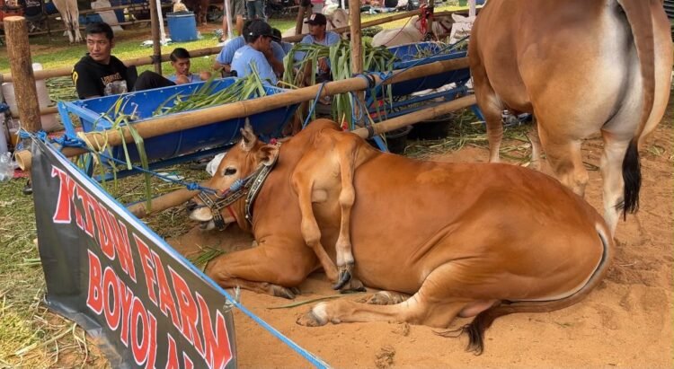 Unik! Sapi Berkaki Enam Juara Kontes APPSI Piala Presiden 2026 di Bogor