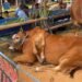 Unik! Sapi Berkaki Enam Juara Kontes APPSI Piala Presiden 2026 di Bogor