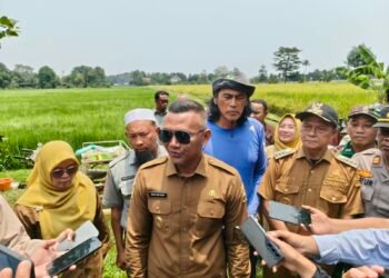 Lahan Pertanian di Bogor Disebut Menyusut, Jenal Mutaqin Minta Data LP2B Diverifikasi Ulang