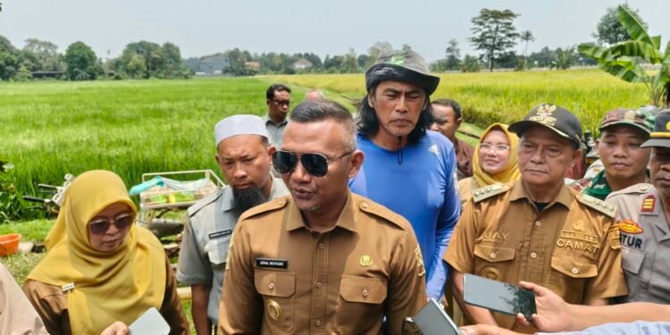 Lahan Pertanian di Bogor Disebut Menyusut, Jenal Mutaqin Minta Data LP2B Diverifikasi Ulang